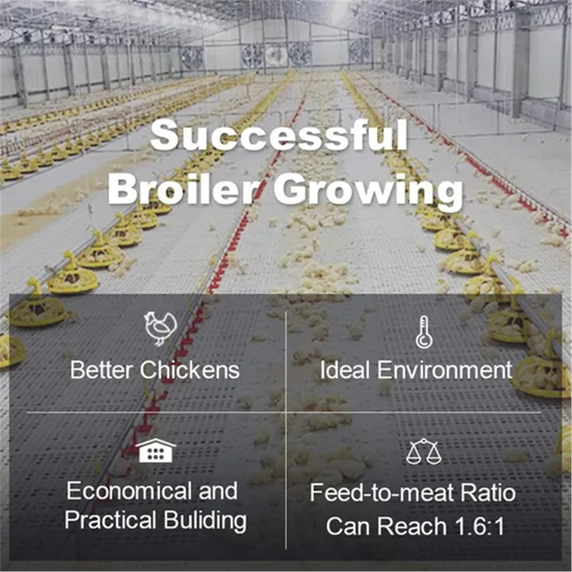 Broiler battery poultry farm equipment with poultry automatic feeding system