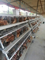 Chinese-Manufacturer-Hot-Sale-Poultry-Farm-Layer-Cage-System-Egg-Equipment (4)
