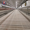 Poultry Farm Floor Raising Breeder Pan Feeding System & Layer Slat Floor Breeding System