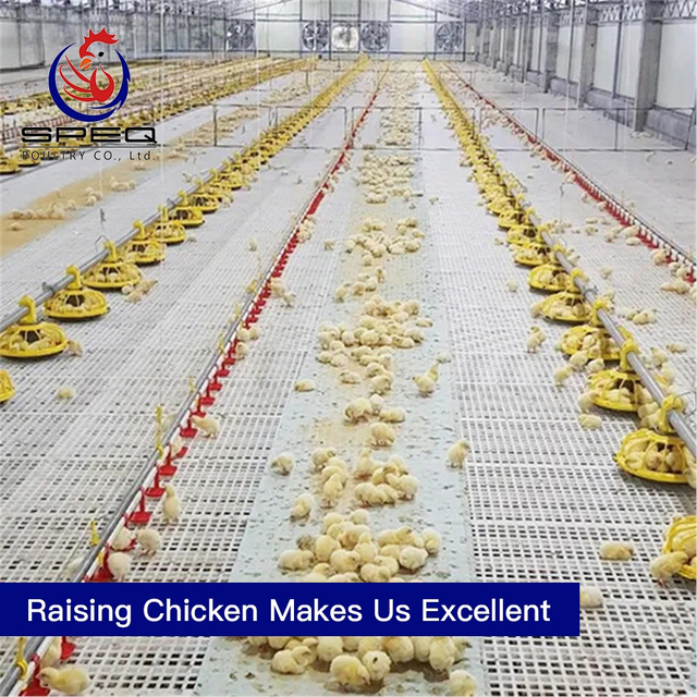  Easy Operation Pan Feeding Broiler Floor Raising System for Poultry Farming Equipment