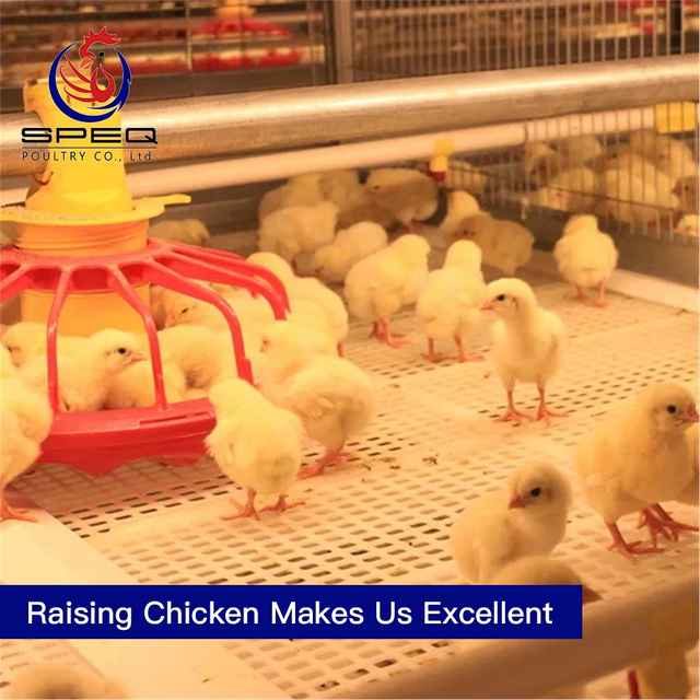 Automatic broiler battery chicken cages poultry equipment for sale