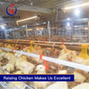 Automatic chain-type harvesting broiler raising equipment