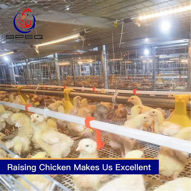 Automatic Chain-Type Harvesting Broiler Cage for 68K to 100K chickens in the Philippines