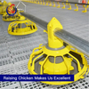  Easy Operation Pan Feeding Broiler Floor Raising System for Poultry Farming Equipment