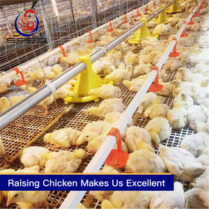 Automatic chain-type harvesting broiler raising equipment