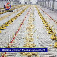 Chicken poultry farm equipment Broiler Poultry Farm for Nigeria