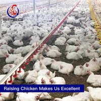 Automatic chicken drinking system broiler farm poultry equipment in Tanzania