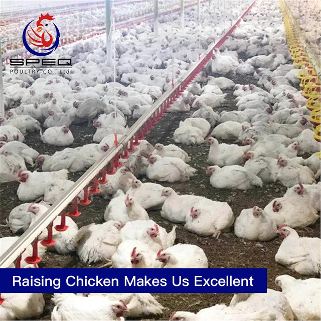  Automatic Poultry Farm Equipment for Chicken Cage Floor Raising Feeding Pan System