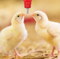 Purchase-Cheap-Price-Stainless-Steel-Nipple-Drinking-System-for-Broiler