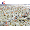 Automatic Broiler Chicken Battery Cage Poultry Feeding System
