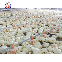 Automatic Broiler Chicken Battery Cage Poultry Feeding System
