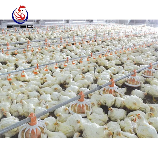 Poultry Farm Automatic Ground Feeding Equipment Auger Pan Feeder for Broiler