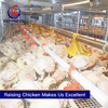 Automatic chain-type harvesting broiler raising equipment