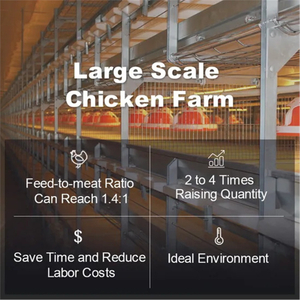Automatic broiler equipment broiler rearing cage for growing broiler