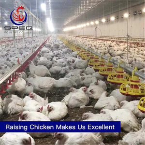 Practical broiler floor rearing chicken cage poultry farm equipment for sale
