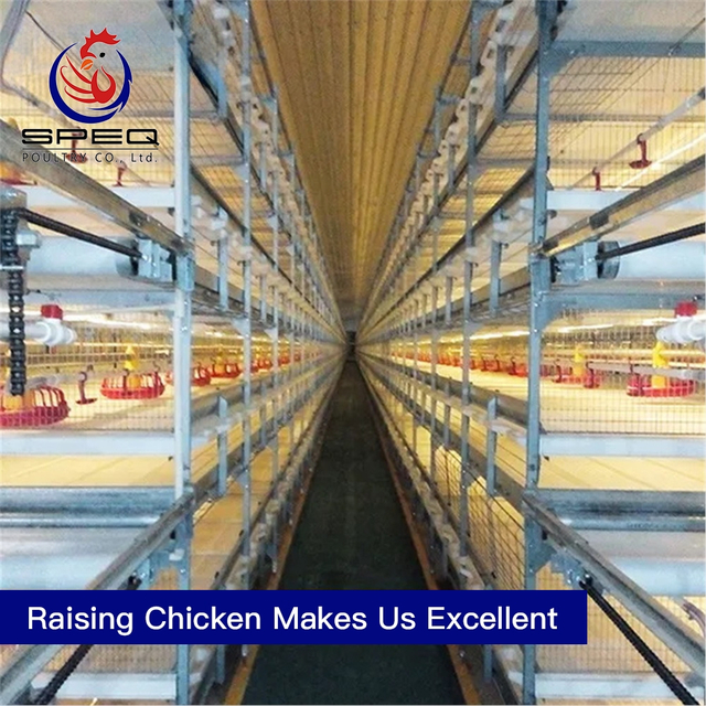 High quality automatic broiler chicken cage for sale