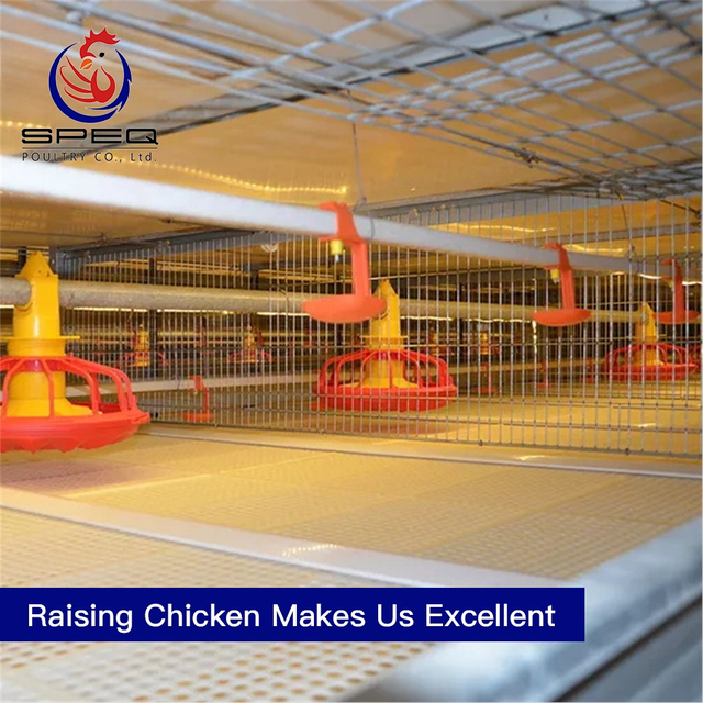 Chicken poultry farm equipment Broiler Poultry Farm for Nigeria