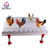 Poultry Farm Floor Raising Breeder Pan Feeding System & Layer Slat Floor Breeding System